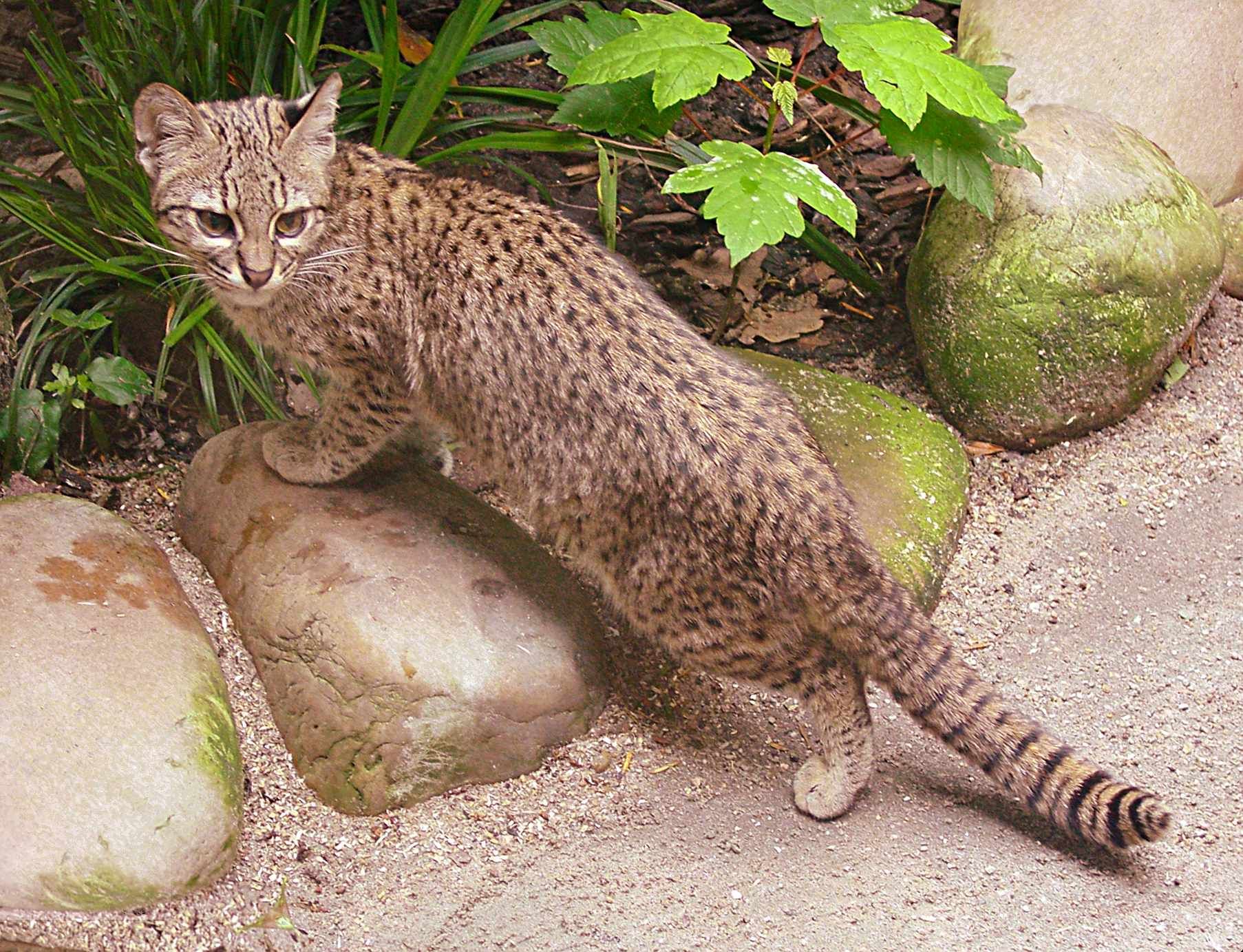 El gato Safari: una raza de gatos muy exclusiva que se caracteriza por su rareza