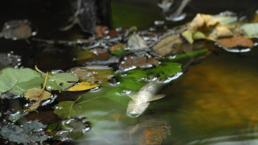 El 23% de las masas de agua de Galicia suspende por no alcanzar los niveles de calidad ecológicos o químicos
