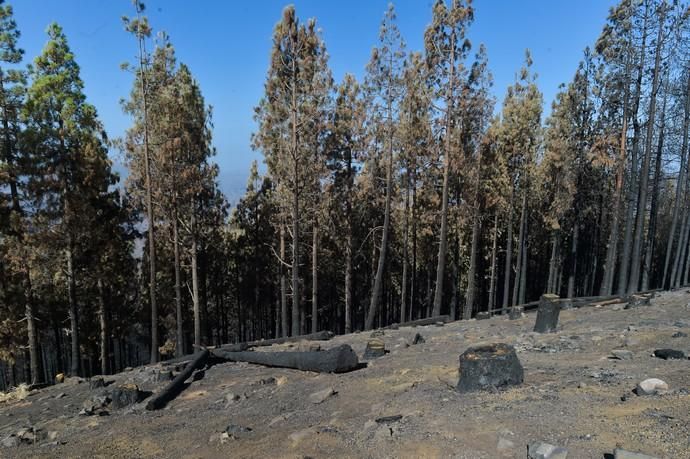 Quemas prescritas por el Cabildo de Gran Canaria