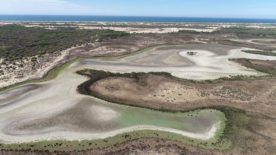 Andalucía continúa con su plan para indultar cientos de regadíos ilegales en Doñana