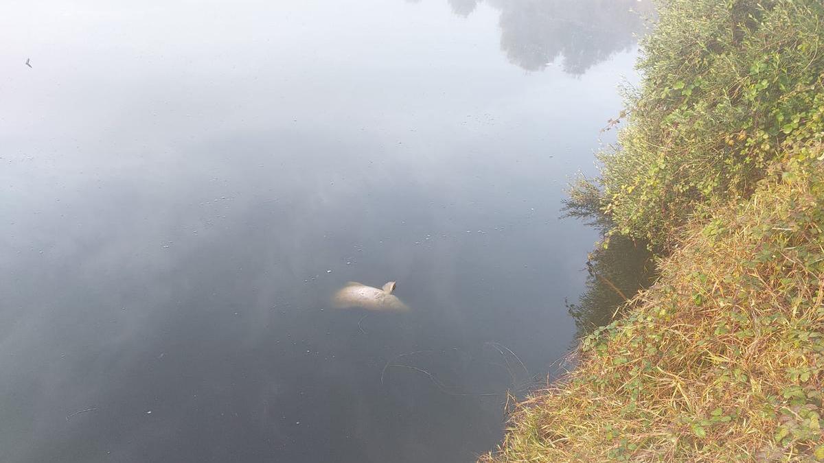 Peces muertos en la laguna.