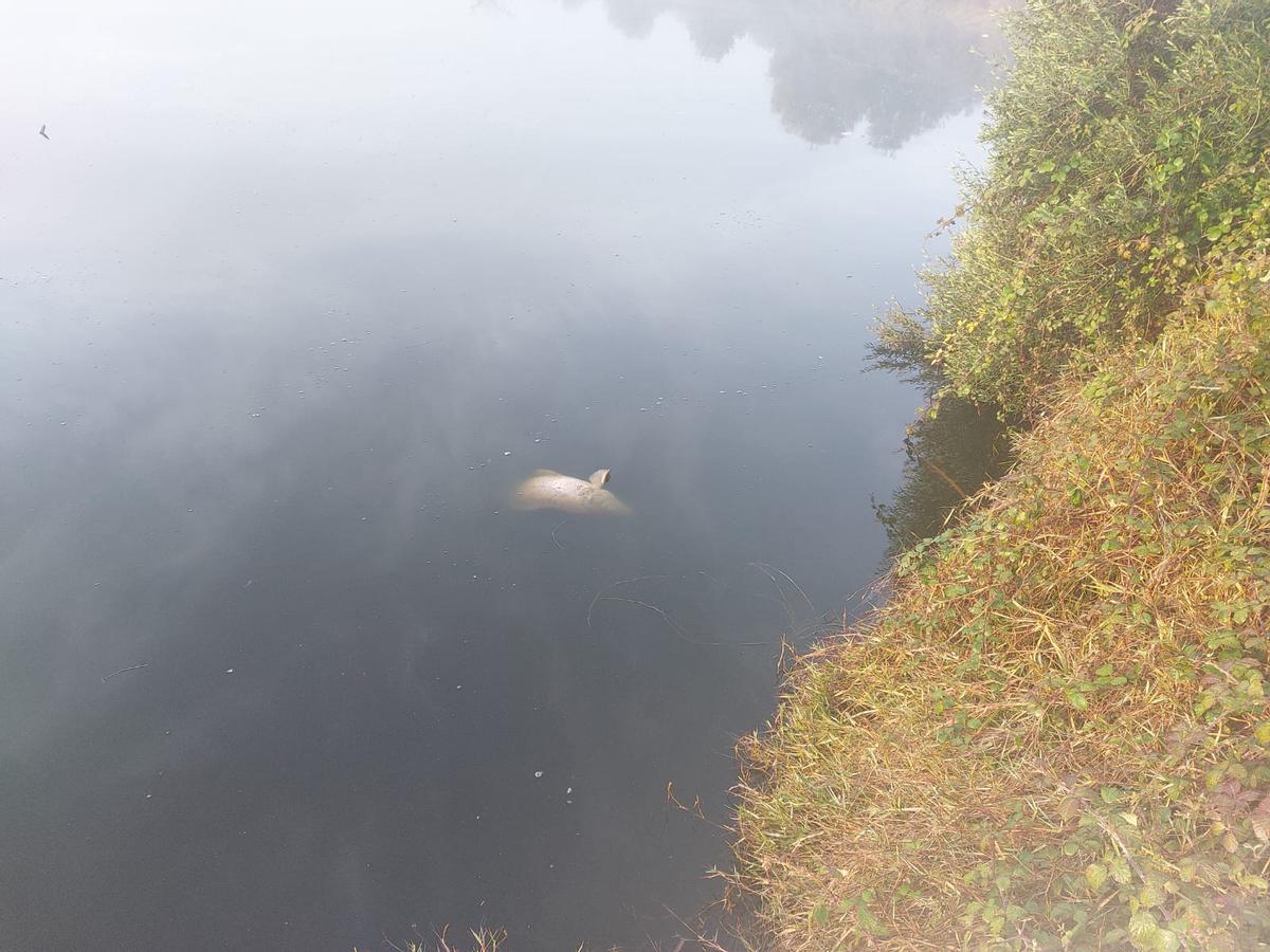 Peces muertos en la laguna.