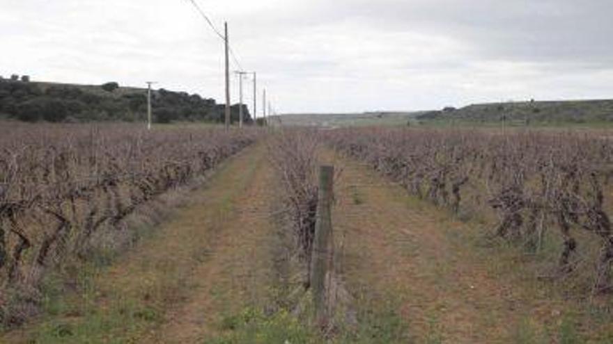 Viñedo en la provincia de Zamora