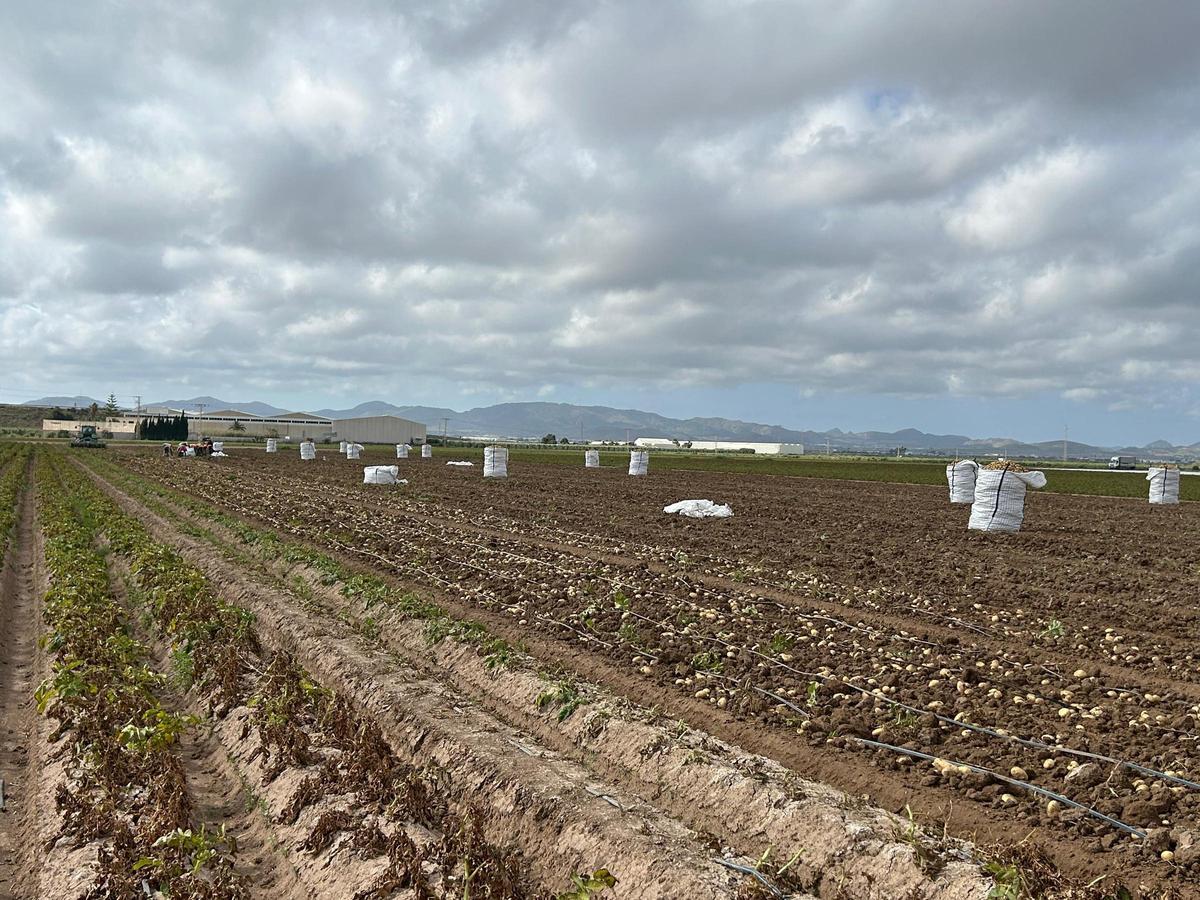 Recogida de patata temprana en el Campo de Cartagena este miércoles