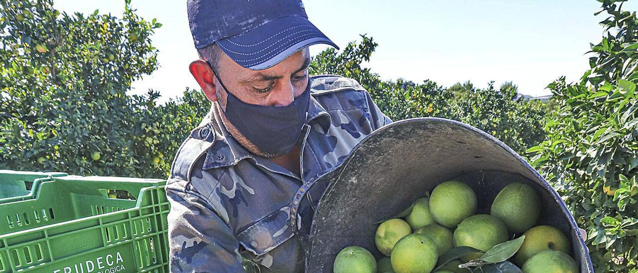 El sector agroalimentario tiene una alta cuota de exportación al Reino Unido. | TONY SEVILLA