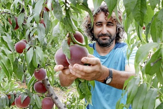 Auf seiner Plantage mit 2.500 Bäumen bei Manacor erntet Maties Adrover von Mai bis September Pfirsiche. Er bemüht sich, Inselobst mit optimalem Reifegrad in den Handel zu bringen.