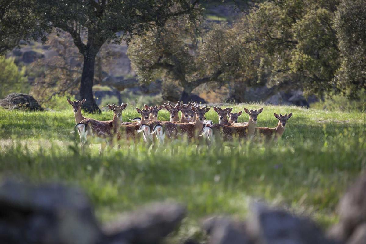 Jóvenes ciervos en los campos del Alentejo