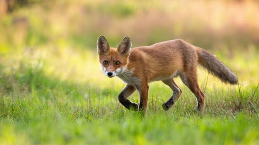 Un zorro pasea por el campo