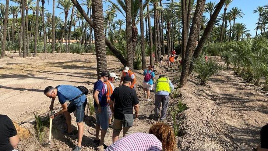 Una jornada de repoblación en un huerto de palmeras organizada por el Ayuntamiento esta primavera