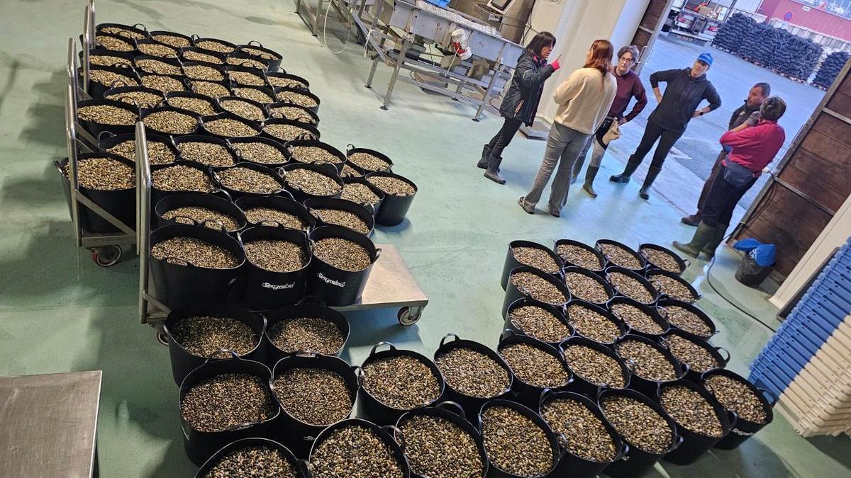 Recipientes cargados de unidades de almeja para sembrar en los bancos marisqueros de A Illa