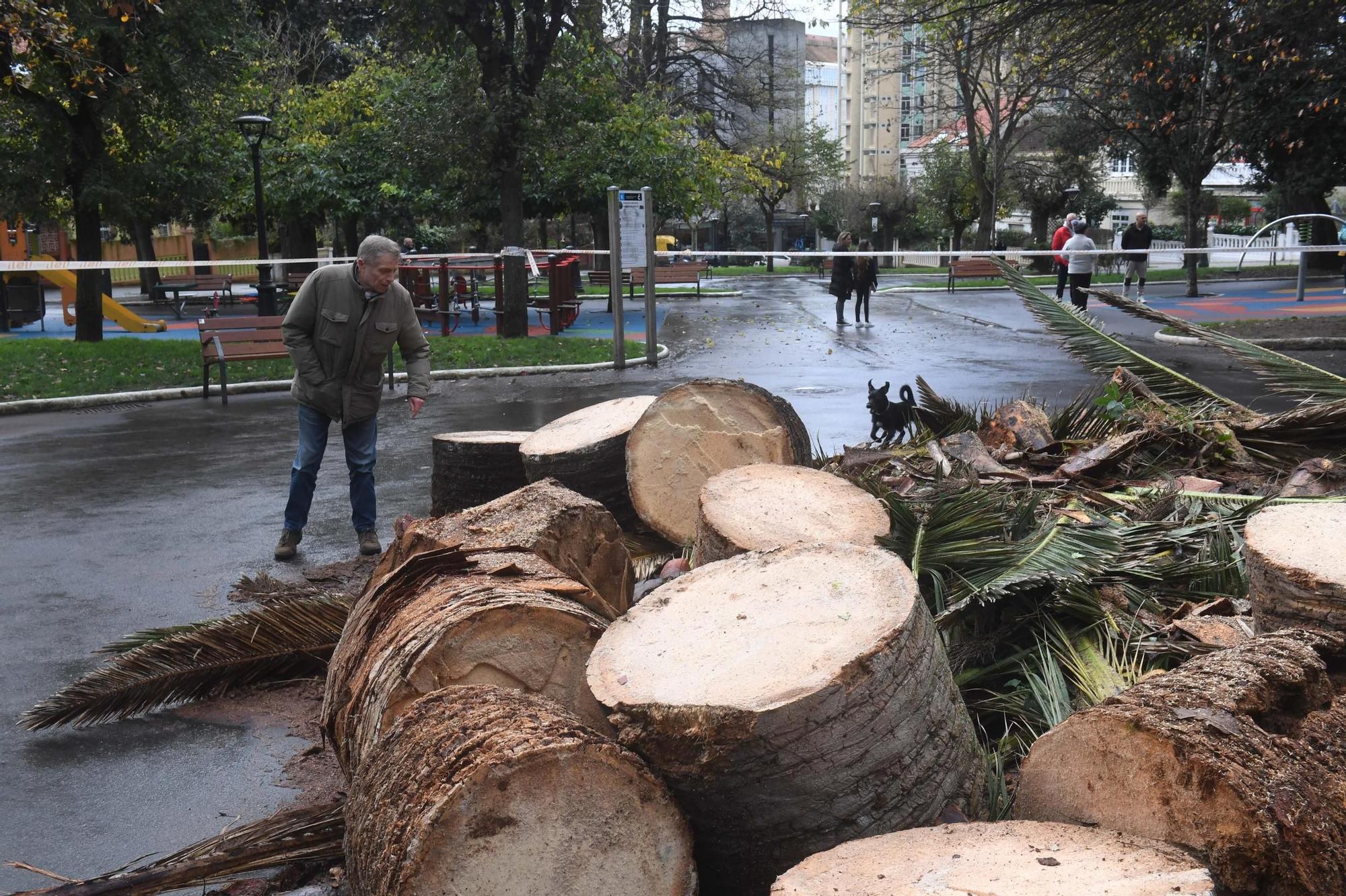 Adiós a la palmera del Campo de Marte de A Coruña