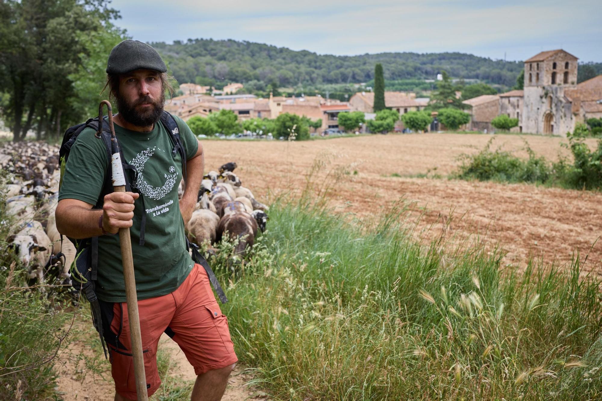 Les fotos de la transhumància del ramat d'ovelles d'Arnau Rubio a Crespià