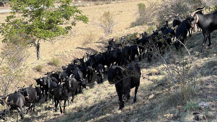 Un ramat d&#039;un centenar de cabres recupera l&#039;activitat transhumant de la Cerdanya al Penedès