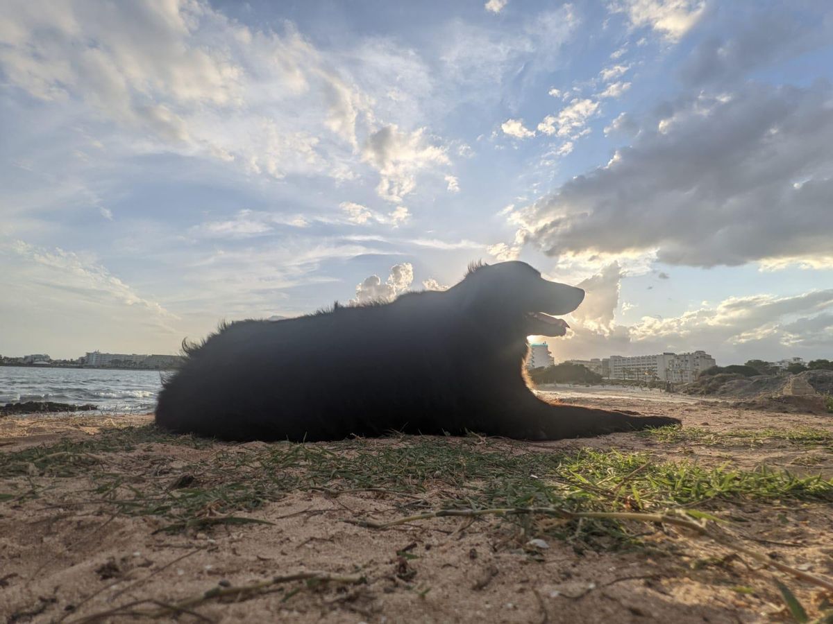 An vielen Stränden auf Mallorca sind Hunde im Sommerhalbjahr nicht erlaubt