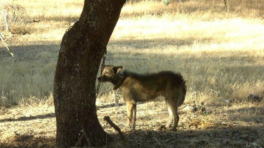 Uno de los perros atados en el monte, al parecer, para no dejar paso a ovejas.