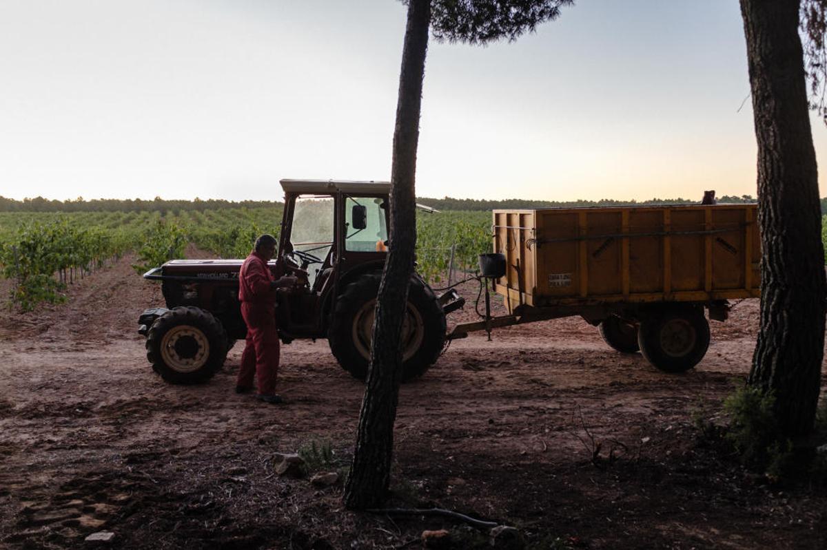El origen de los mejores vinos de Bodegas Nodus