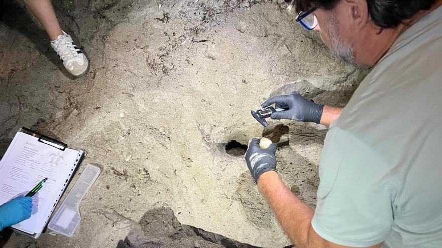 Las imágenes del segundo nido que ha puesto la tortuga Diana en Dénia este verano