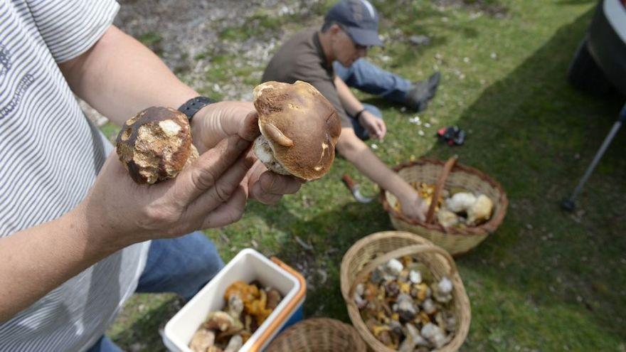 Recolectores de setas en Castellón