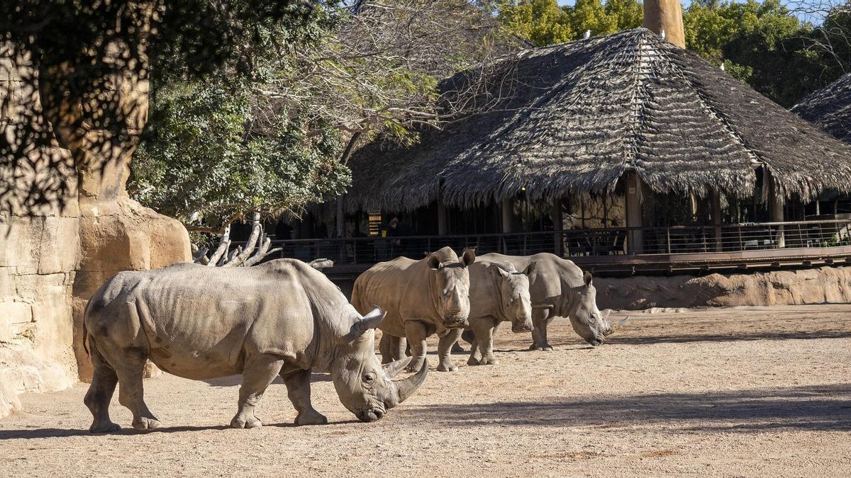 Los rinocerontes pasean por las instalaciones de Bioparc.
