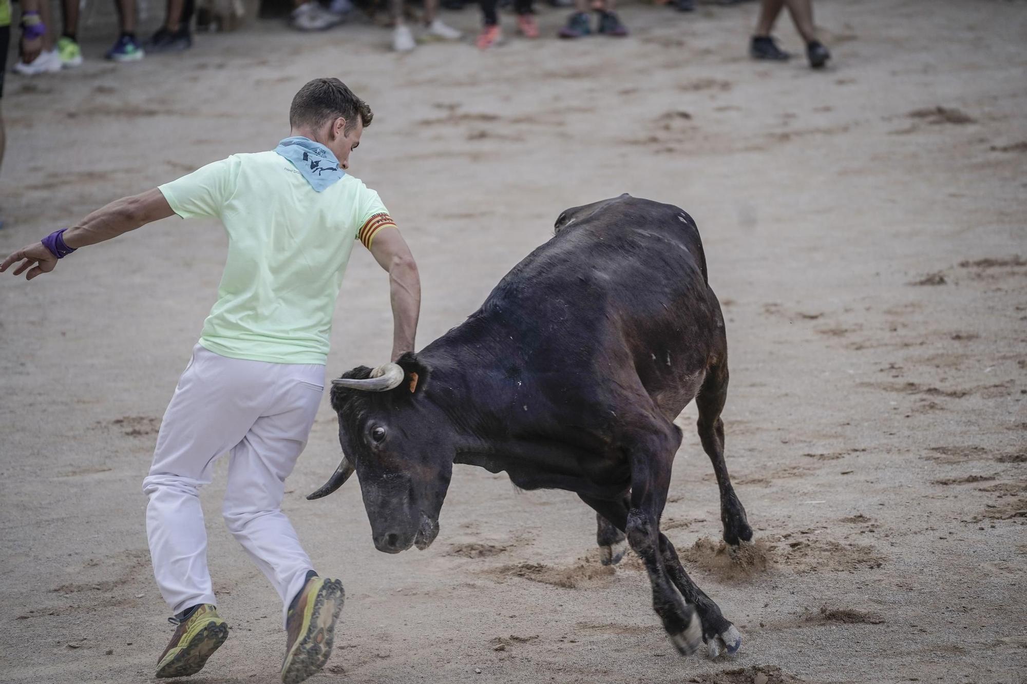 Correde bou de Cardona: imatges de la segona jornada