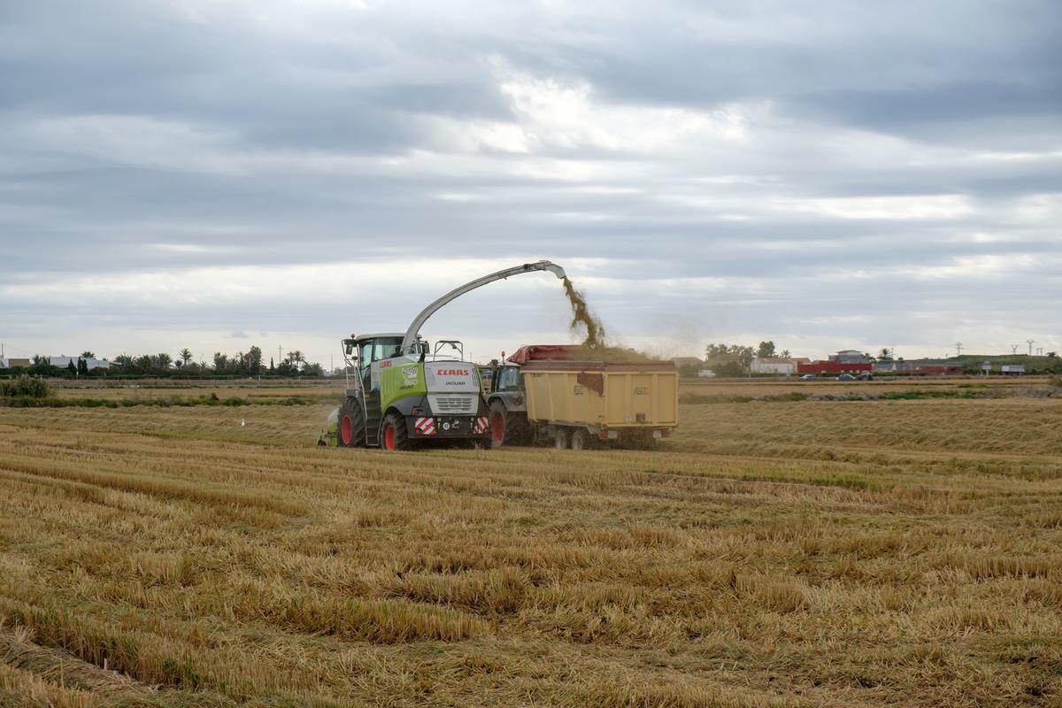 Recogida de la paja de arroz en l'Albufera de València