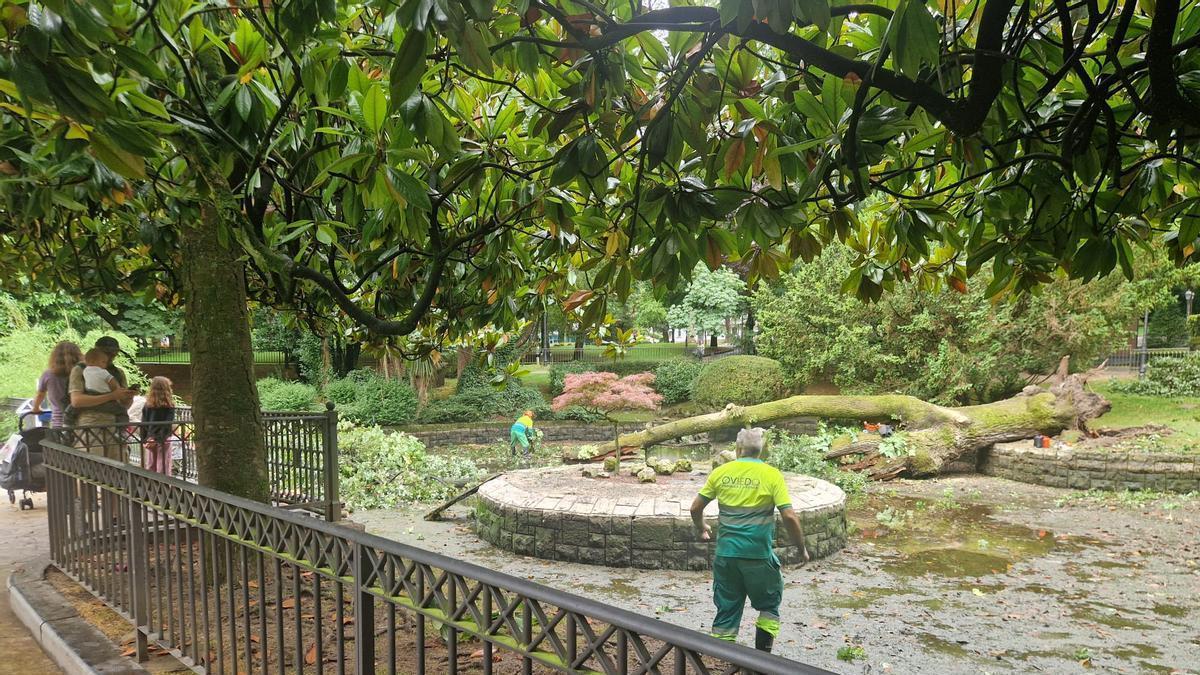 VÍDEO: Cae un gran árbol sobre el estanque de los patos del Campo San Francisco