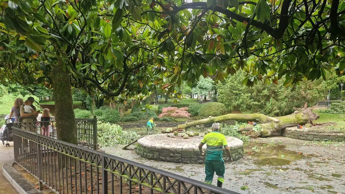 Alarma en uno de los puntos más fotografiados de Oviedo: un enorme roble "hermano del Carbayón" cae sobre el estanque de los patos del Campo