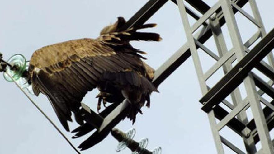 Foto del buitre hallado por Ecologistas en Acción.