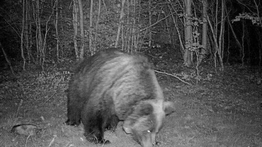 La investigación apunta a que el cazador que abatió a Sarousse se sintió amenazado