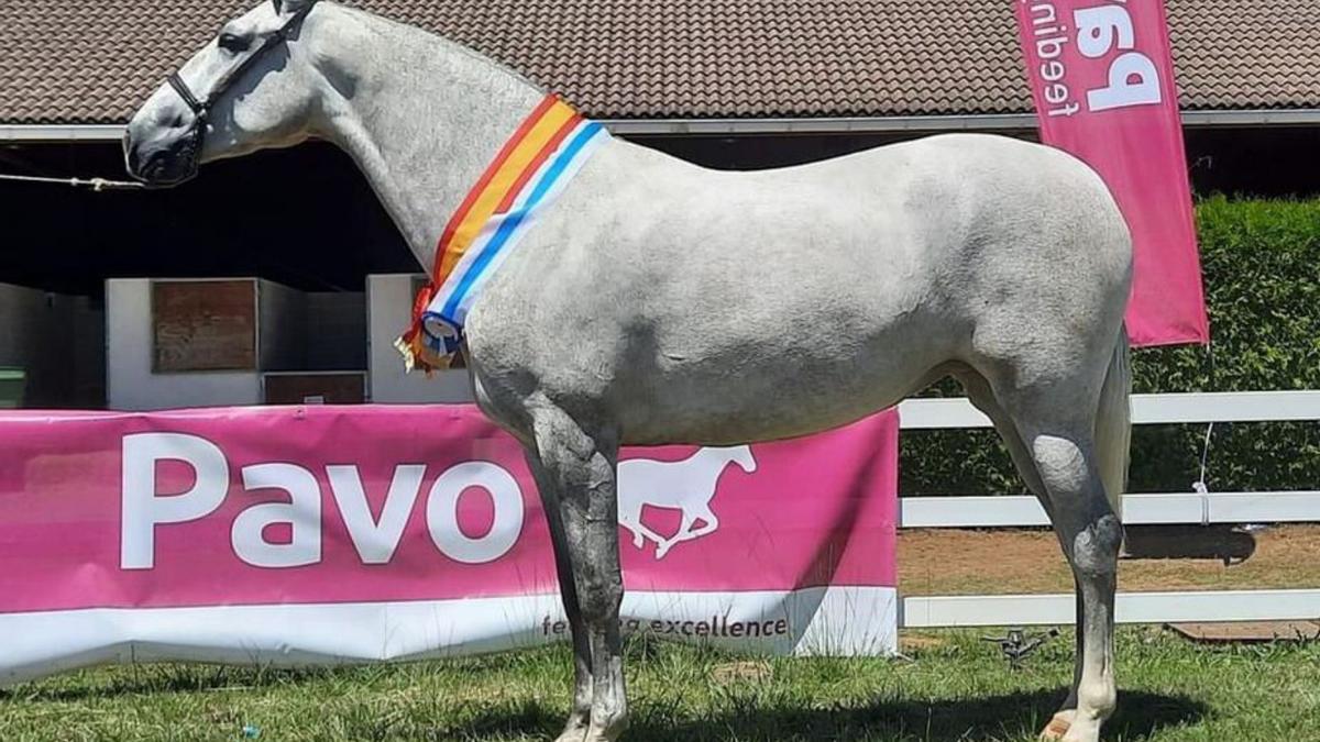 La yegua Condesa da Cabaña apunta al mundial - Faro de Vigo