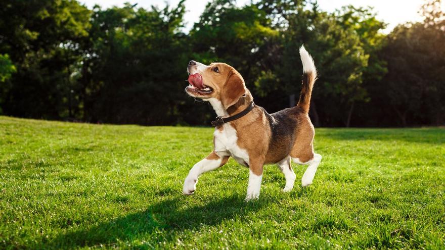 MASCOTAS: La DGT advierte que esta no es la forma correcta de llevar al  perro en el coche