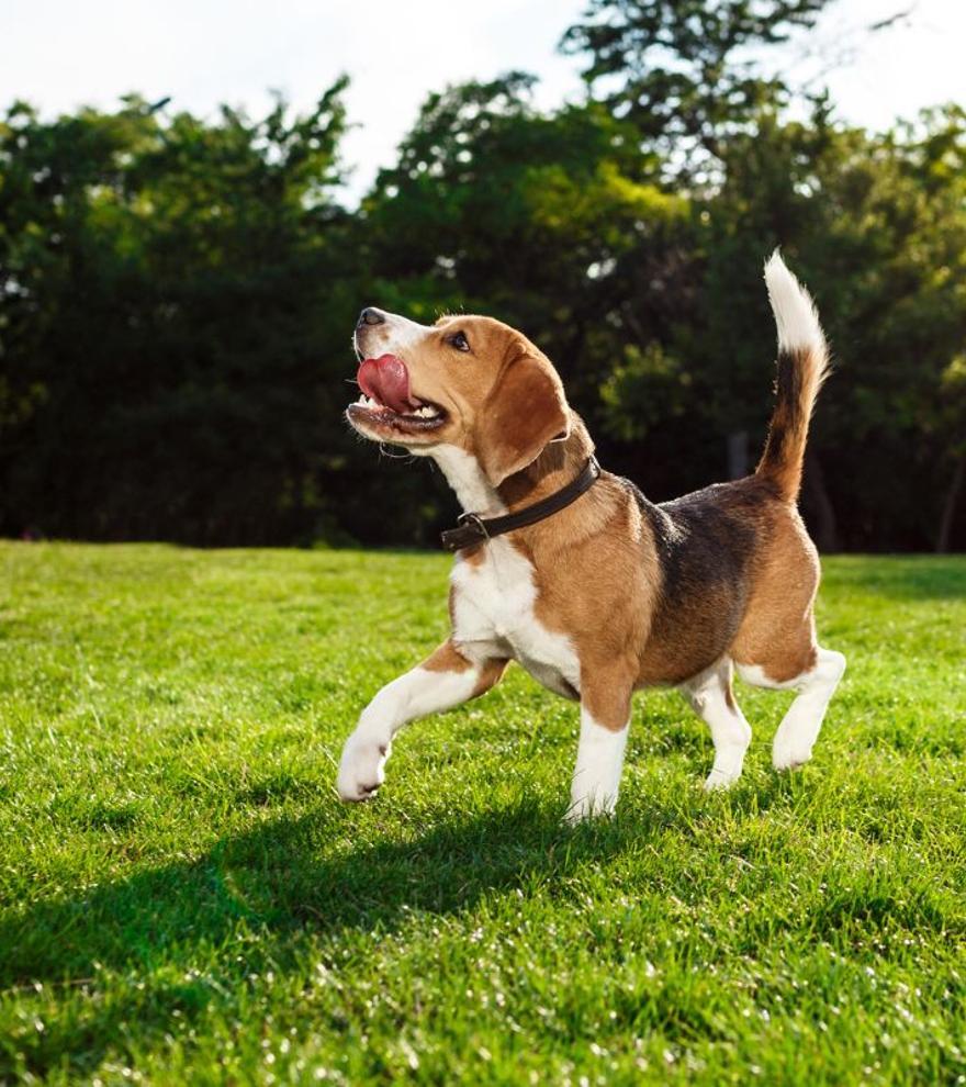 ¿Cuánto tiempo recuerda un perro a su dueño? Más de lo que te imaginas, según la ciencia