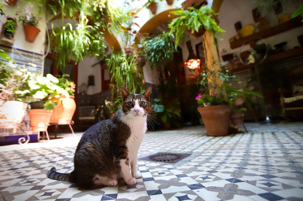 Un gato curioso se enseñorea del patio de Alfonso XII, siempre en umbría.