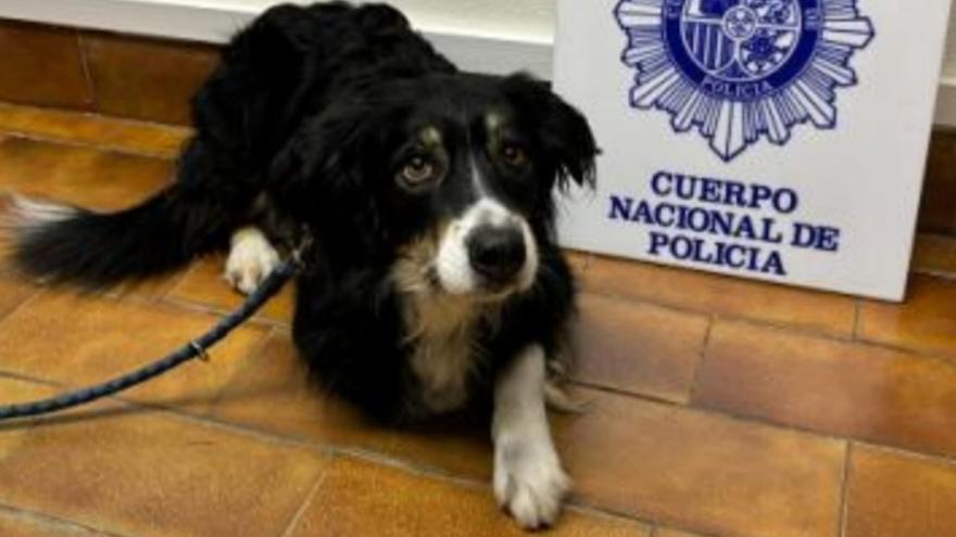 Detenido un hombre por robar un perro a unos turistas en Zaragoza