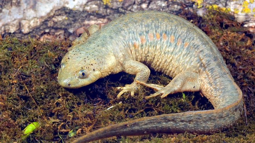 Los anfibios de la Región de Murcia, camino a la extinción