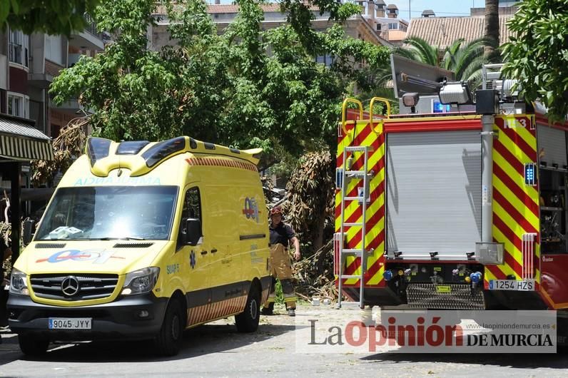 Cae parte del ficus de Santo Domingo en Murcia