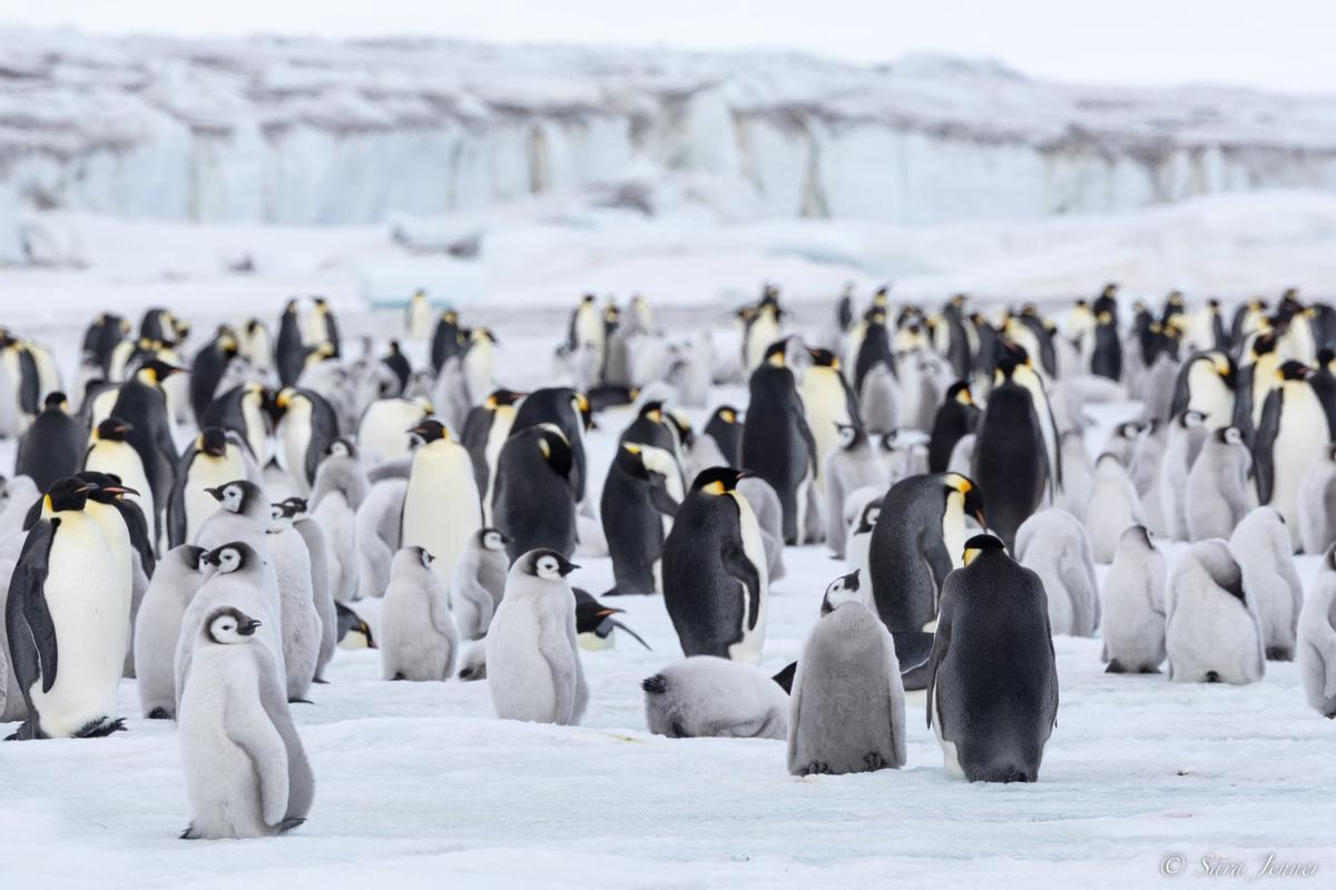 Colonia de pingüino emperador