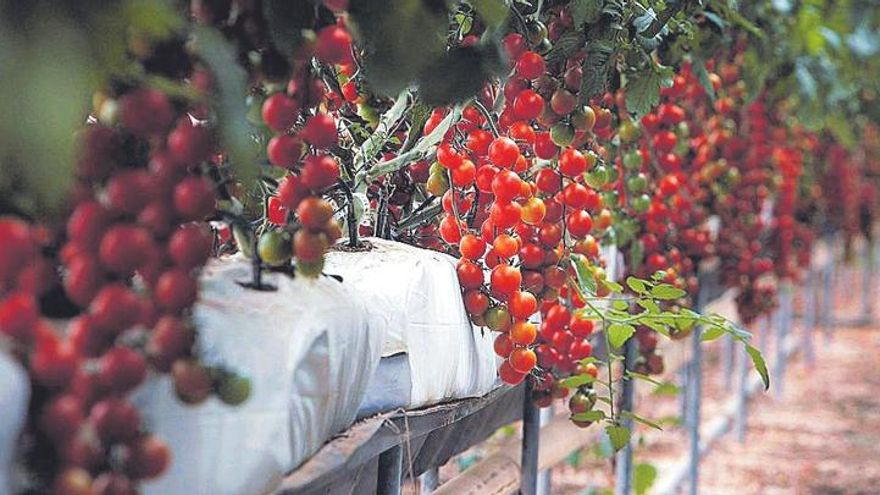 Tomàquet cherry de Viladecans