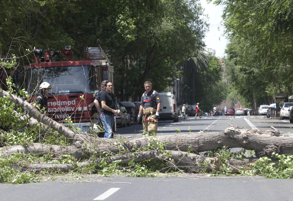 Un árbol se derrumba en la avenida de Burjassot de Valencia