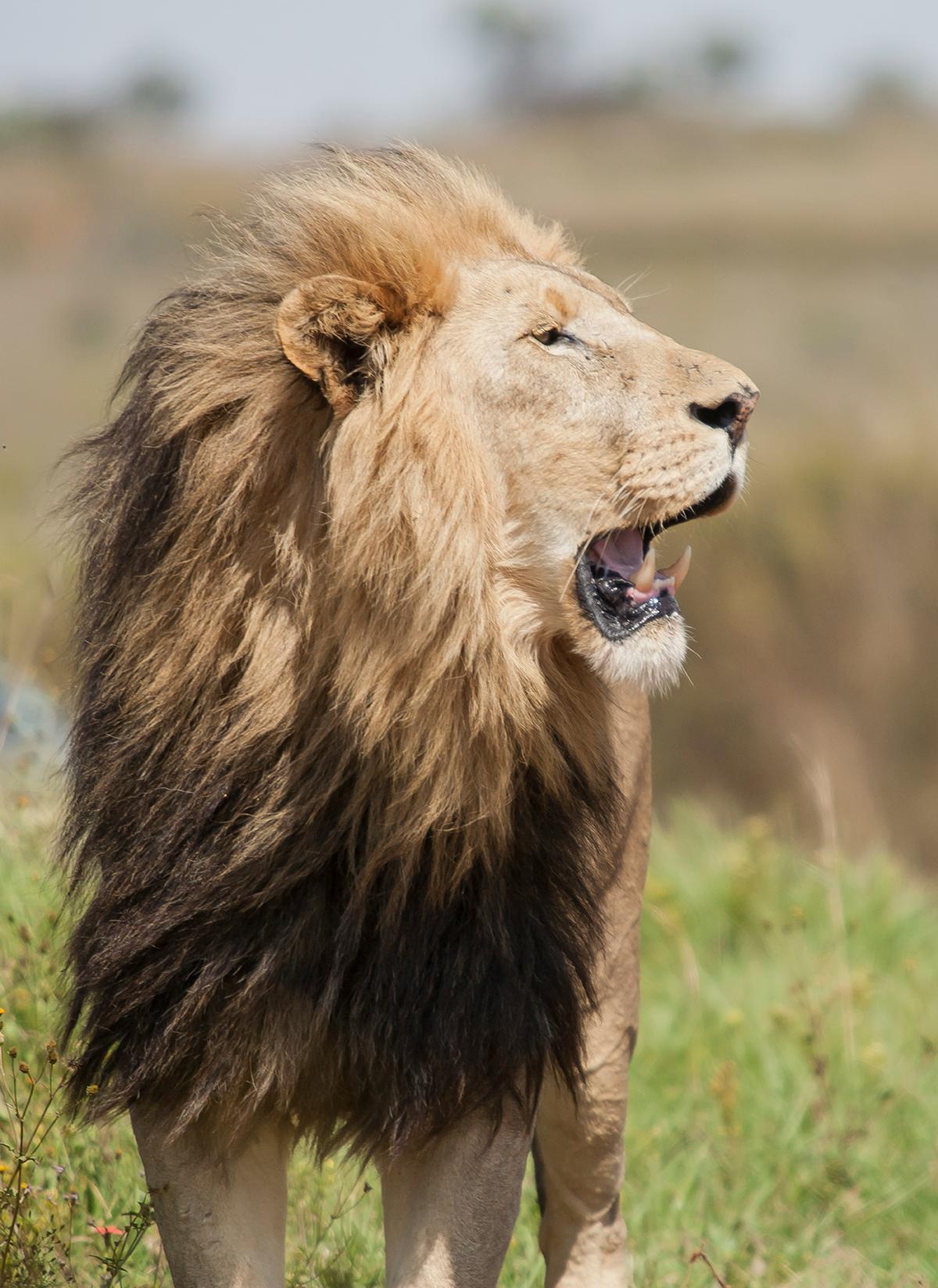 Encontrarse con un león en plena sabana es uno de los momentos que convierten el safari en Kruger en una experiencia difícil de olvidar.