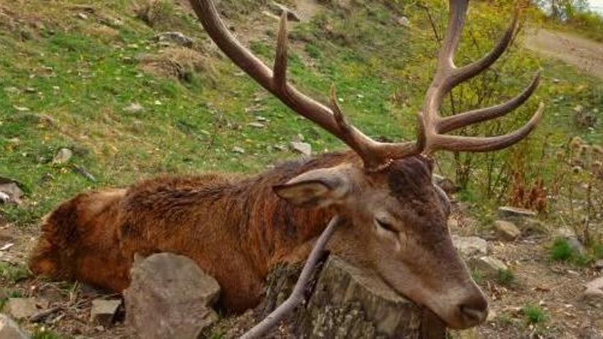 Un cérvol abatut pels caçadors en una de les últimes caceres