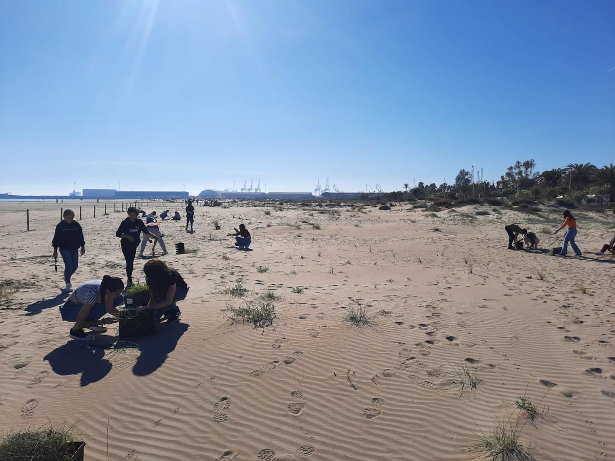Estudiantes plantando en las dunas
