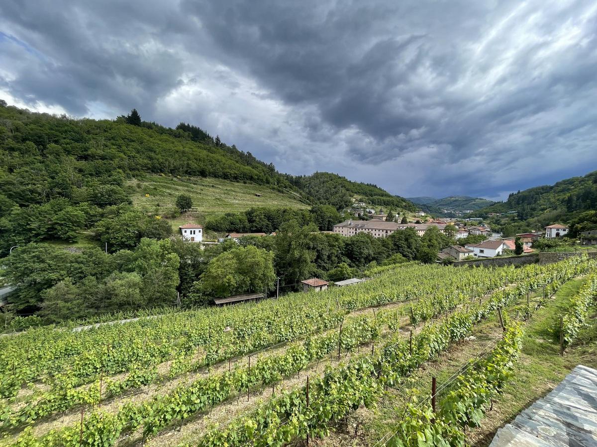 Viñedos del Monasterio de Corias en la localidad asturiana de Cangas de Narcea.