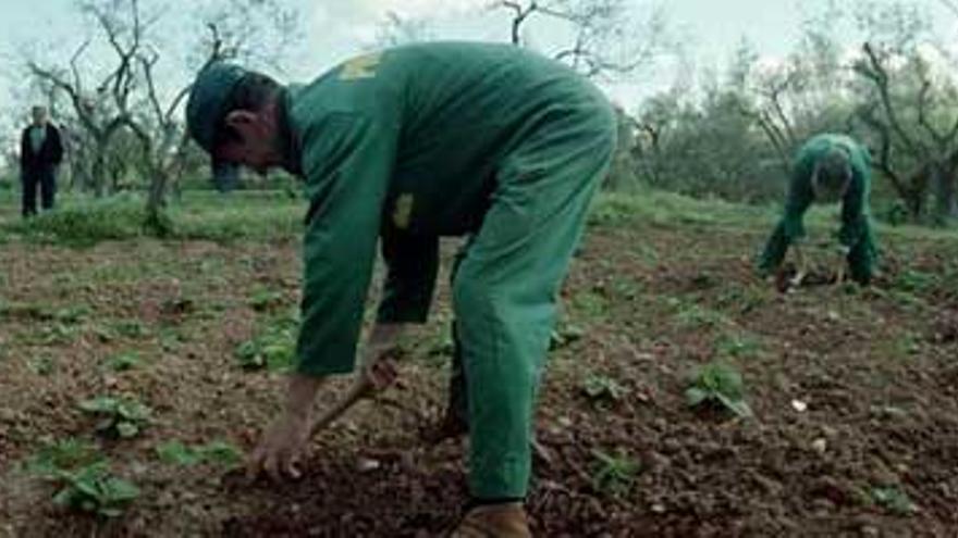 Los agricultores aseguran que 2009 fue un año ruinoso para el campo extremeño