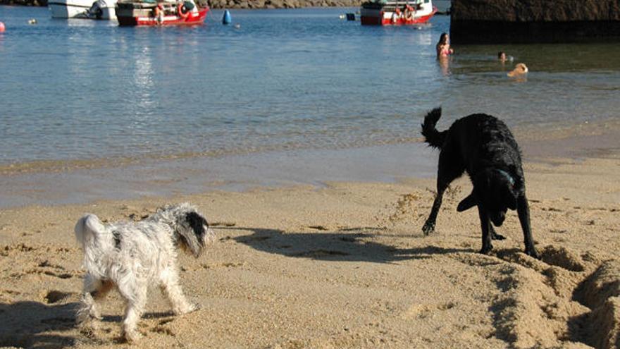 Dos perros en una playa en San Vicente do Mar. // Muñiz