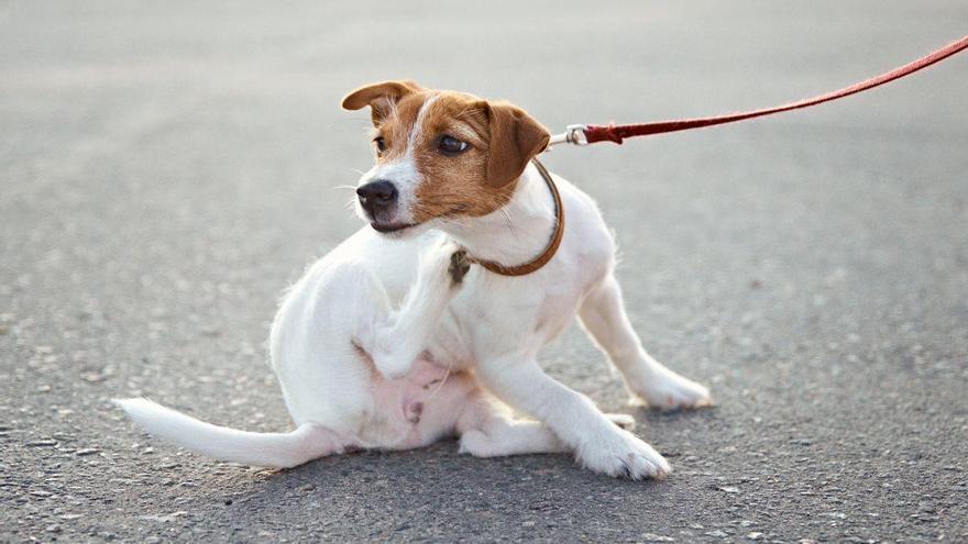 Perro, gato o humano: así debes actuar ante una mordedura para evitar una infección grave