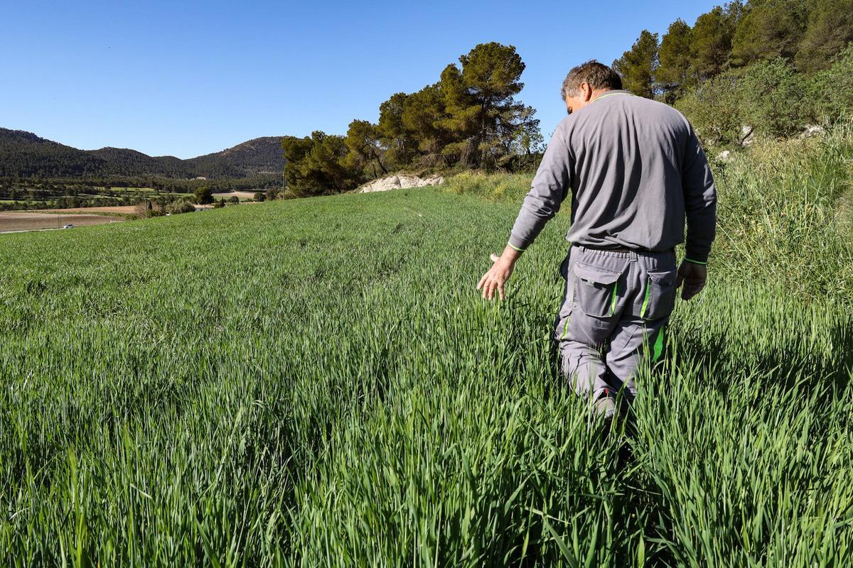 Plantación de cereales en la comarca de l'Alcoià, uno de los cultivos afectados.