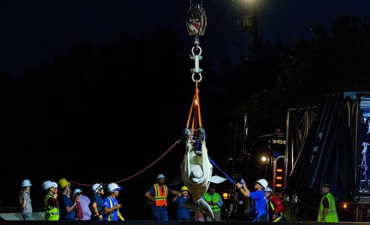 Operaciones de traslado de una de las belugas