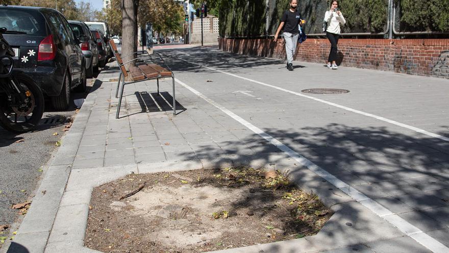 Alicante pierde 4.000 árboles y palmeras en los últimos cinco años