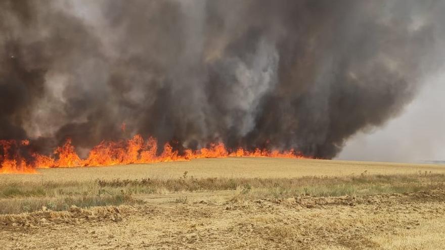 Incendio que ha afectado a parcelas cultivadas en Pozoantiguo